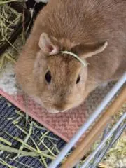 ちゃっち★の画像