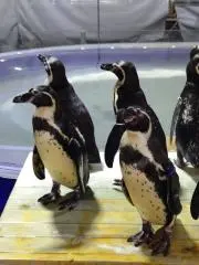なつの画像