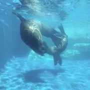 あーちゃん