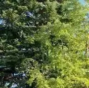 acm プロフ必読の画像