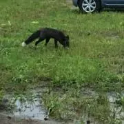 たけ