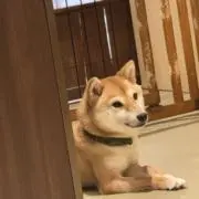 reoの画像