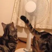 とむの画像