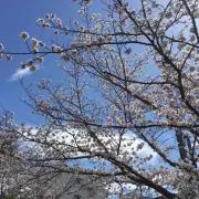 みわずけ