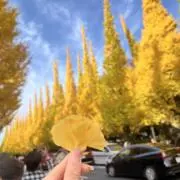 はなのうつわ