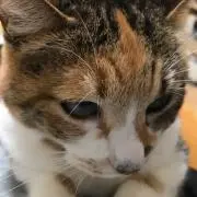 まりもの画像