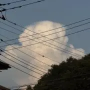 ヨーの画像
