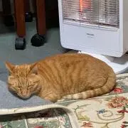 がんばってこー！の画像