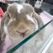 奈々の画像