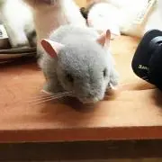 くろっちん