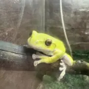 あまご