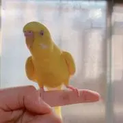 まなの画像