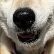 っ