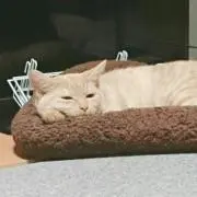 ちっちーの画像