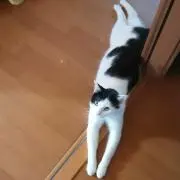 Yazanの画像
