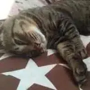 もからて。