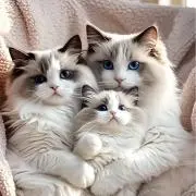lapisの画像