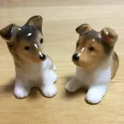 シェットランド シープドックの画像