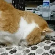 ☆KK☆