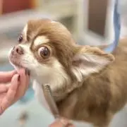 りなの画像