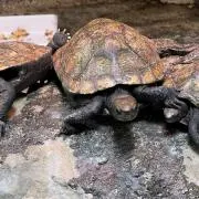 どすさんとす