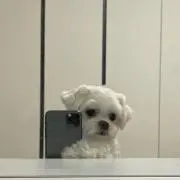 りーずの画像