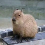 べーなー