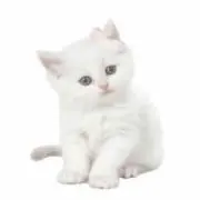 うの画像