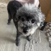 Reonaの画像