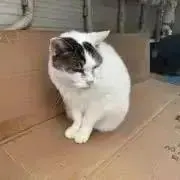Naboちゃんの画像
