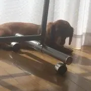 メロンソーダの画像