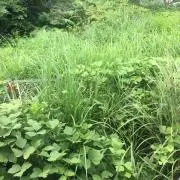 3seの画像