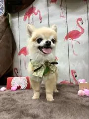 ののの画像
