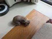 ハルの画像