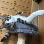 ココアママの画像
