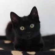 タマ