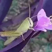 ぴこんの画像