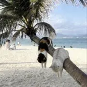 風^の画像