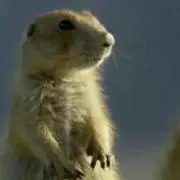 キャーたおか
