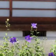 rioloveの画像