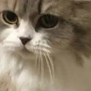 ネコ