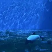 Ruの画像