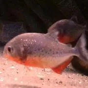 はる★まきの画像