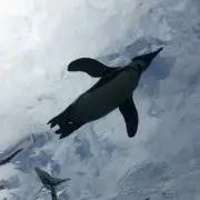 空ペンギンの画像