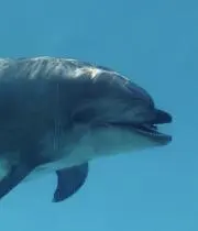 ティナの画像