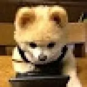 アリスの画像