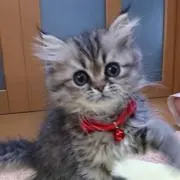 メゾピアノ