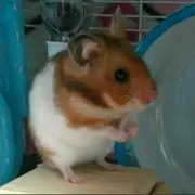 ミミ☆