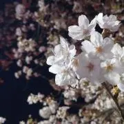 十五(基本無言・プロフ必読)の画像