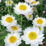 マフィ♡プロフ必読୨୧の画像